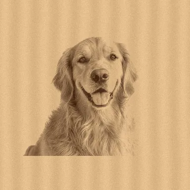 金毛犬